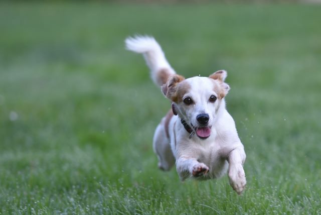 Direct huren bij de eigenaar met hond