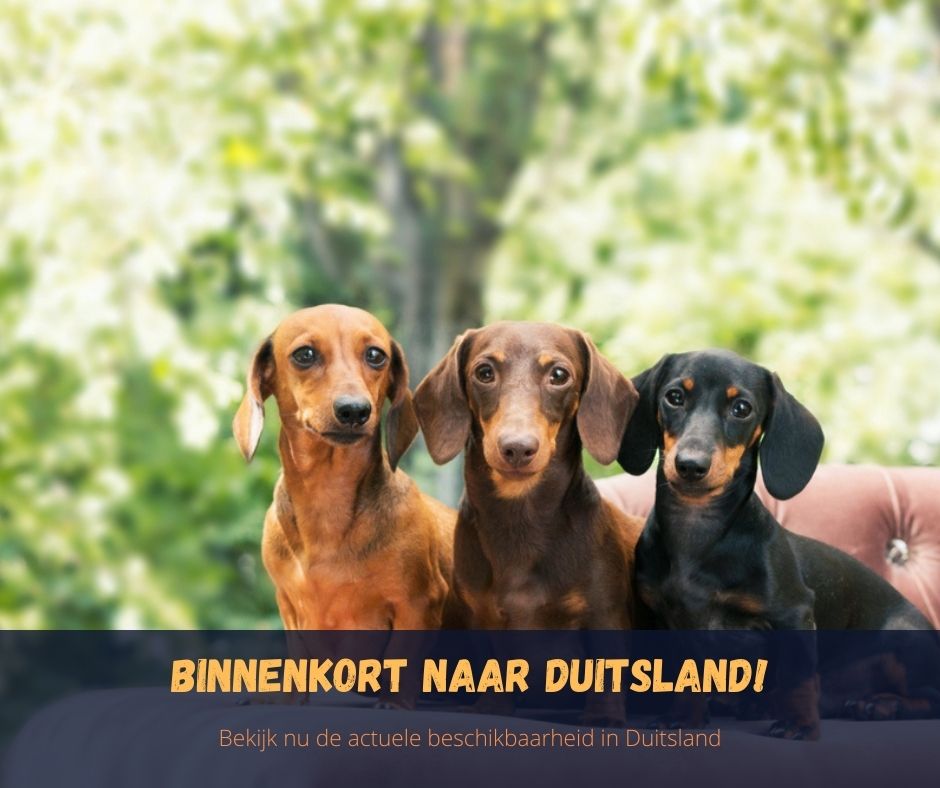 Vakantiehuis Duitsland met hond? Hondenopvakantie.nl