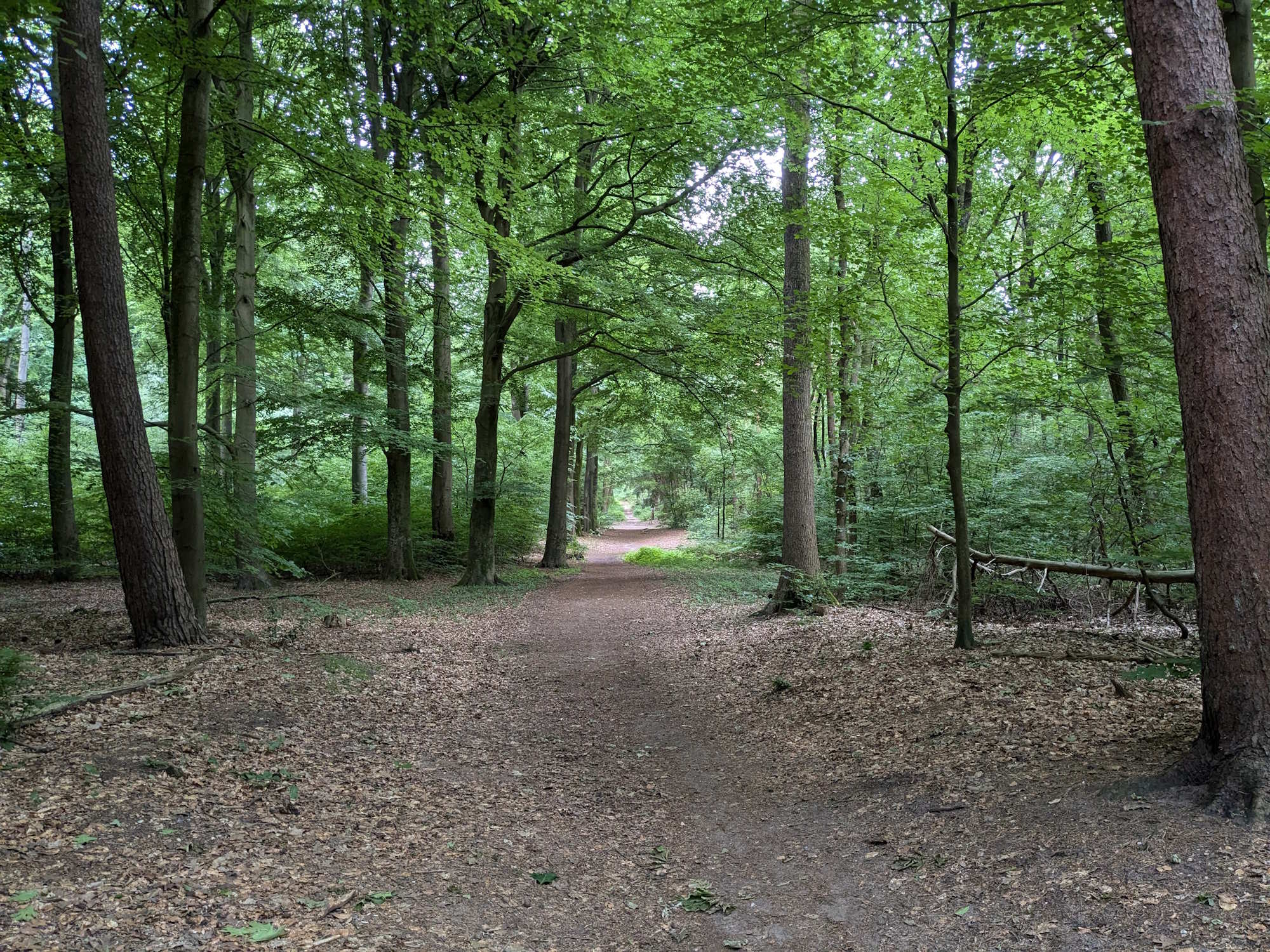Edese bos