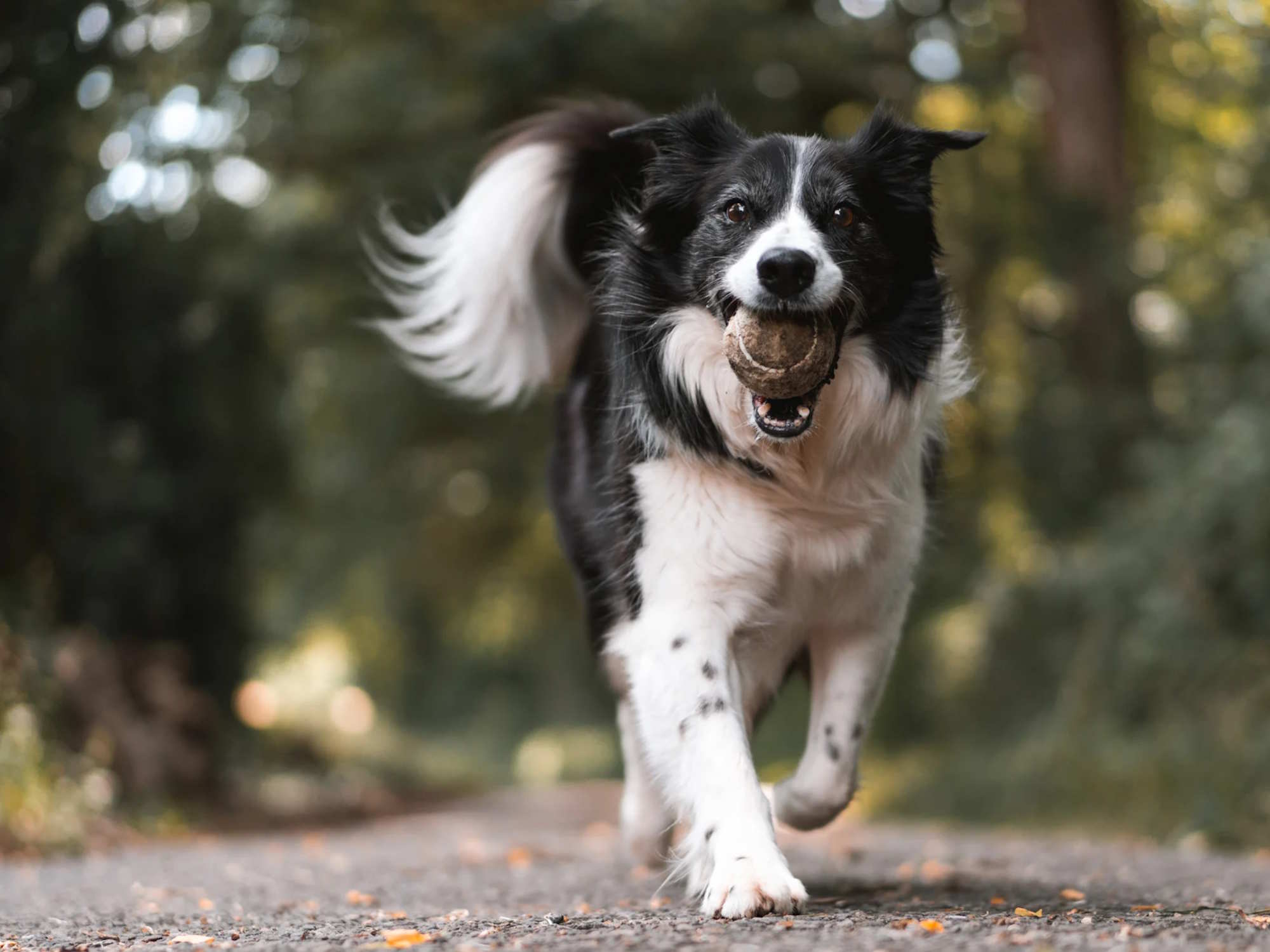 Losloopgebied Edese bos