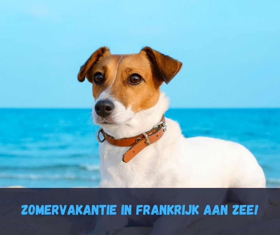 Aan zee met hond Frankrijk
