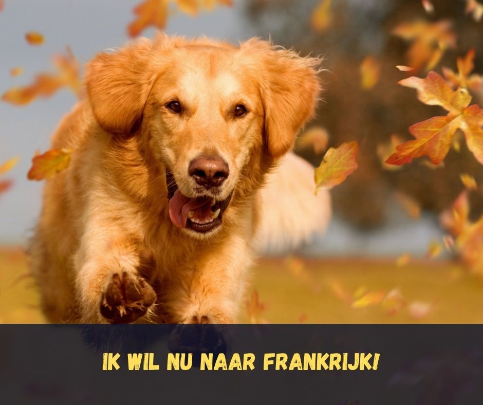 Lastminutes Frankrijk met hond