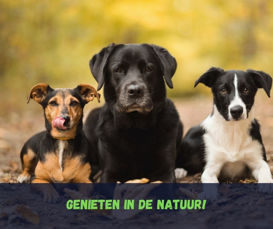 Bosrijk gebied Frankrijk