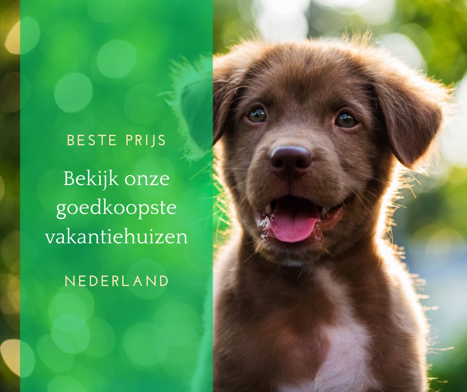 Goedkoop huisje huren met hond