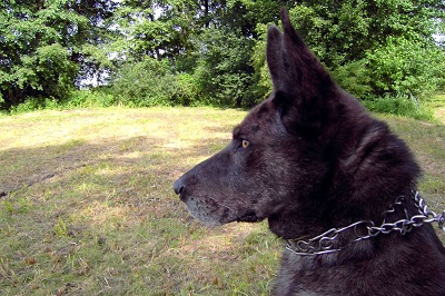 Losloopgebieden in Overijssel