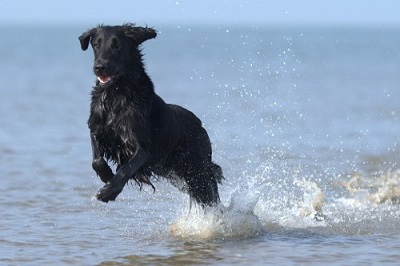 Losloopgebieden en hondenstranden in Zeeland