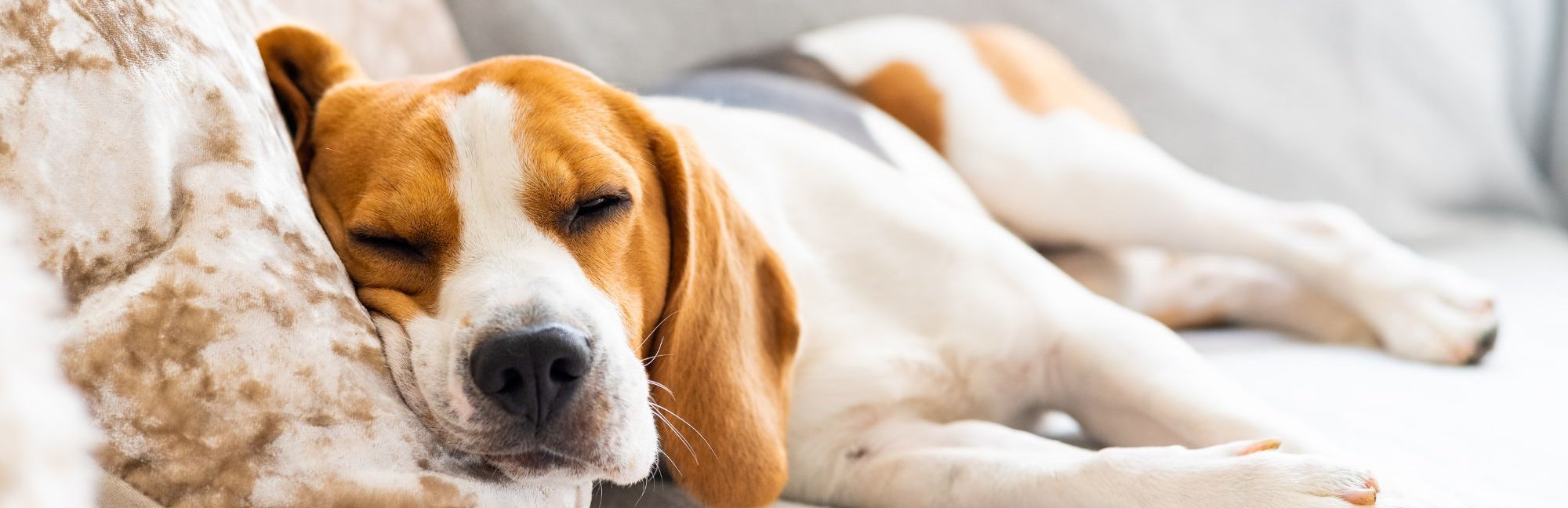 Goed verzekerd op vakantie met uw hond