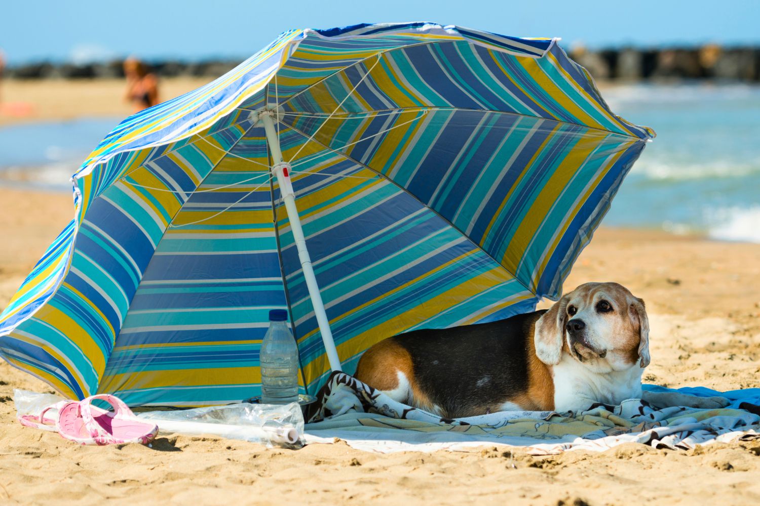 Hondenstrand Italië
