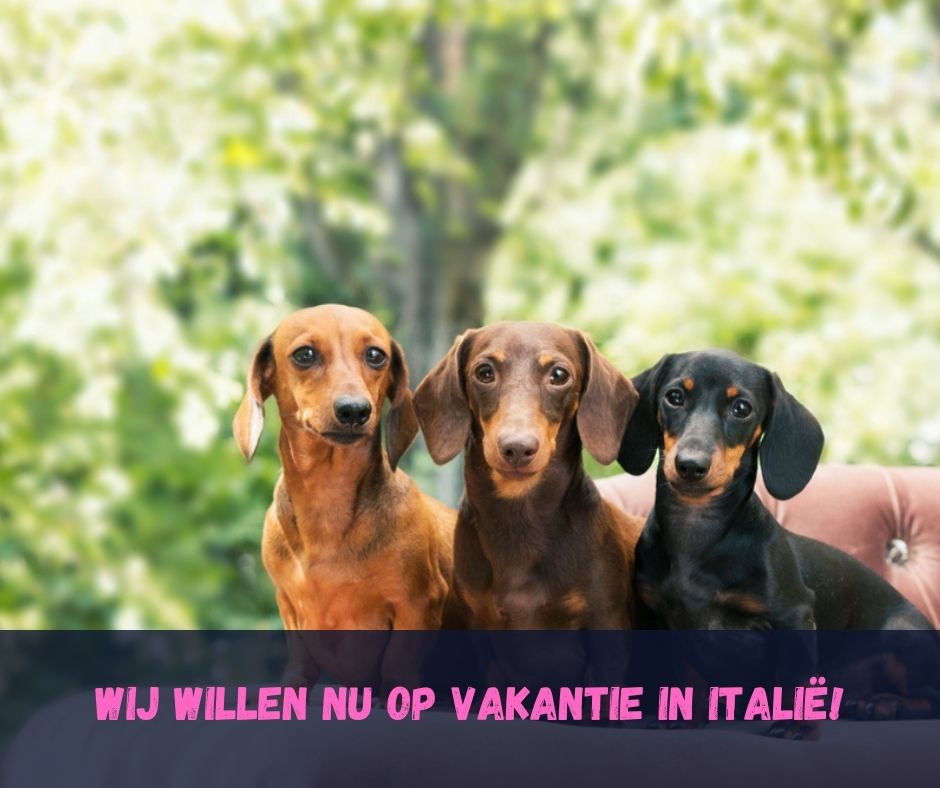lastminutes met hond Italië