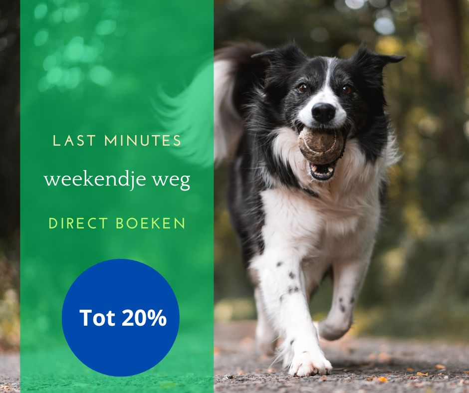 Weekendje weg in Nederland met hond