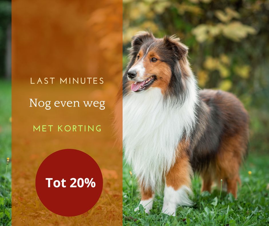 Last Minute met hond