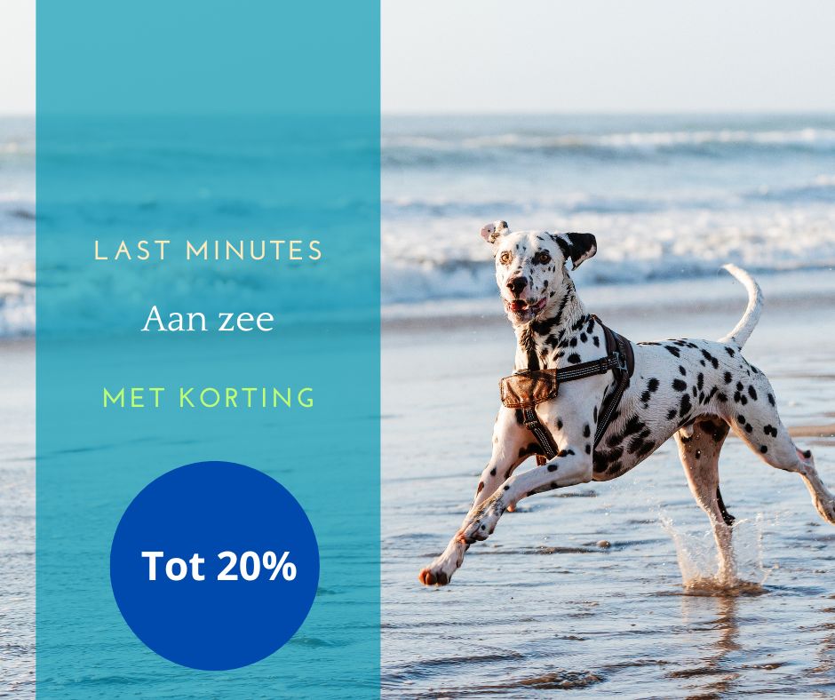 Last Minute met hond aan zee