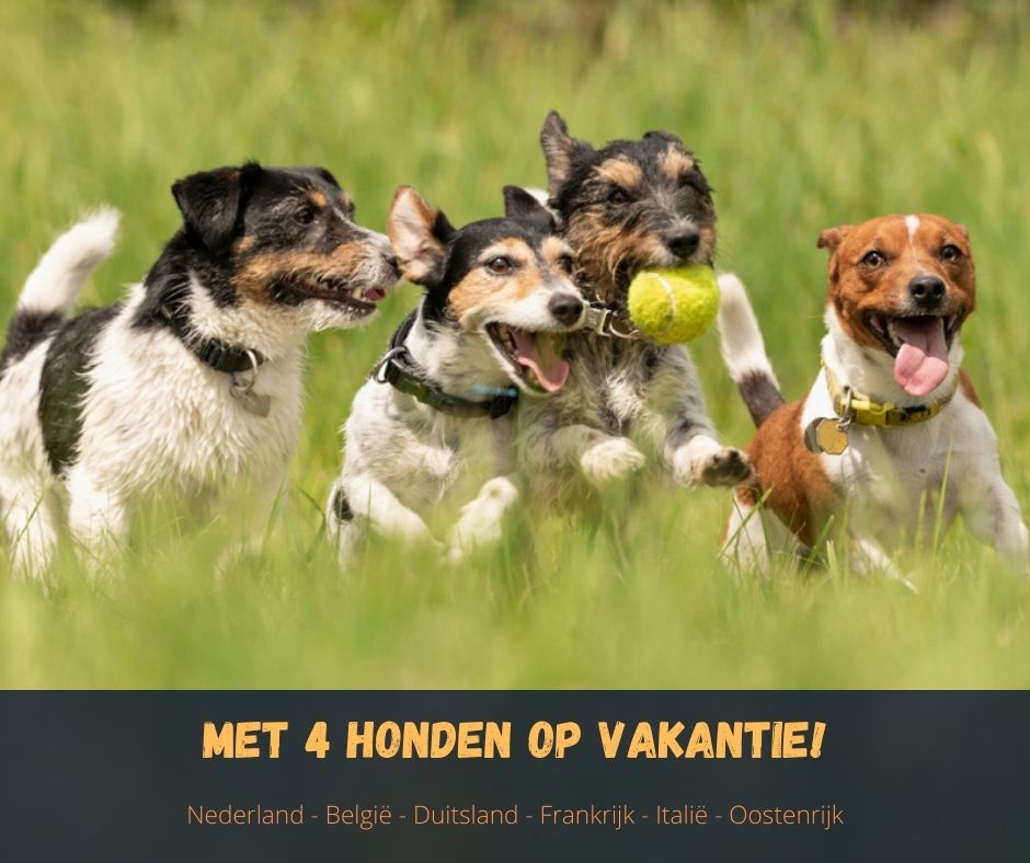 vakantiehuizen 4 honden mee