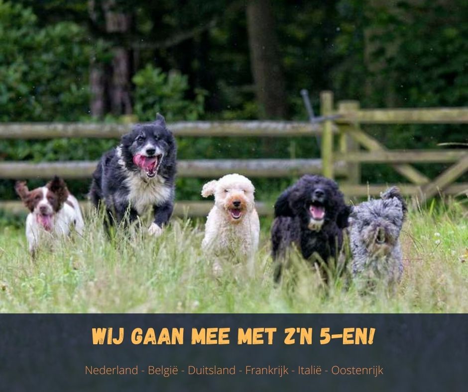 vakantiehuizen 5 honden mee