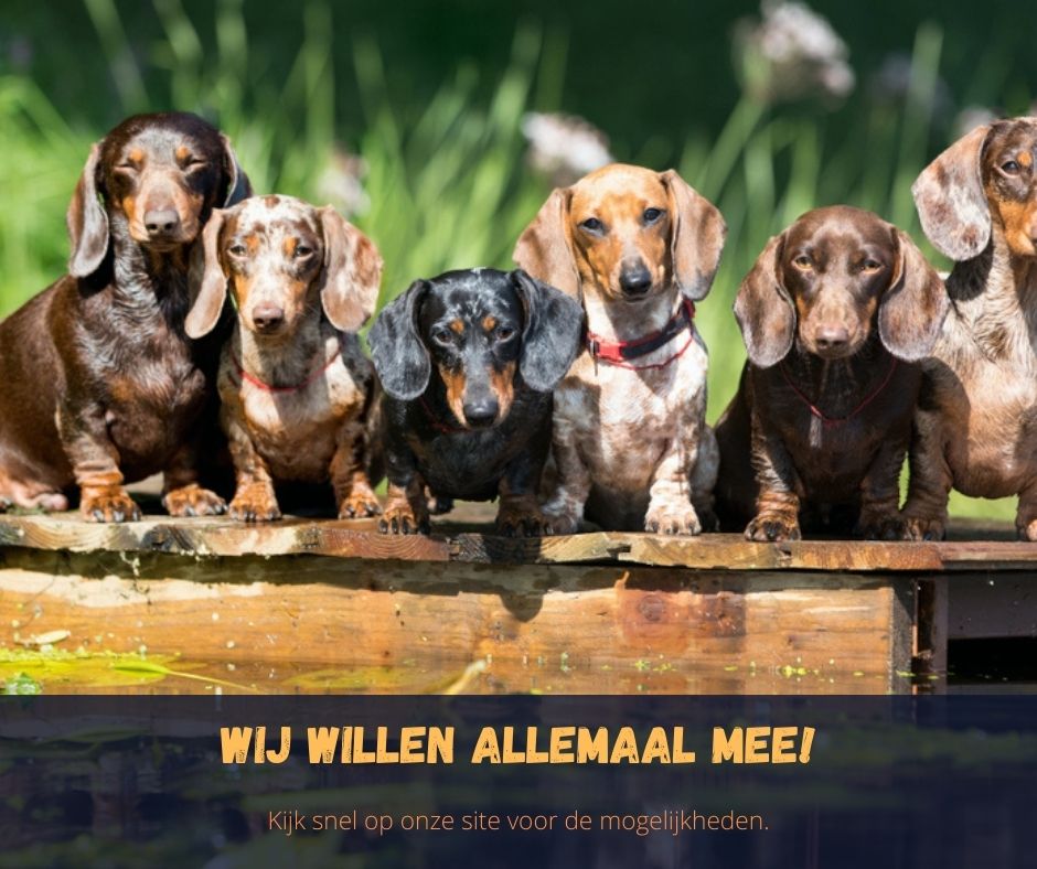 vakantiehuizen 6 honden of meer mee