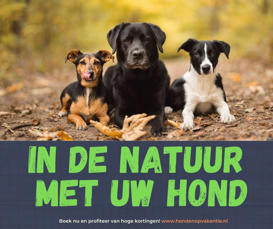 uw vakantiehuis waar honden welkom zijn.