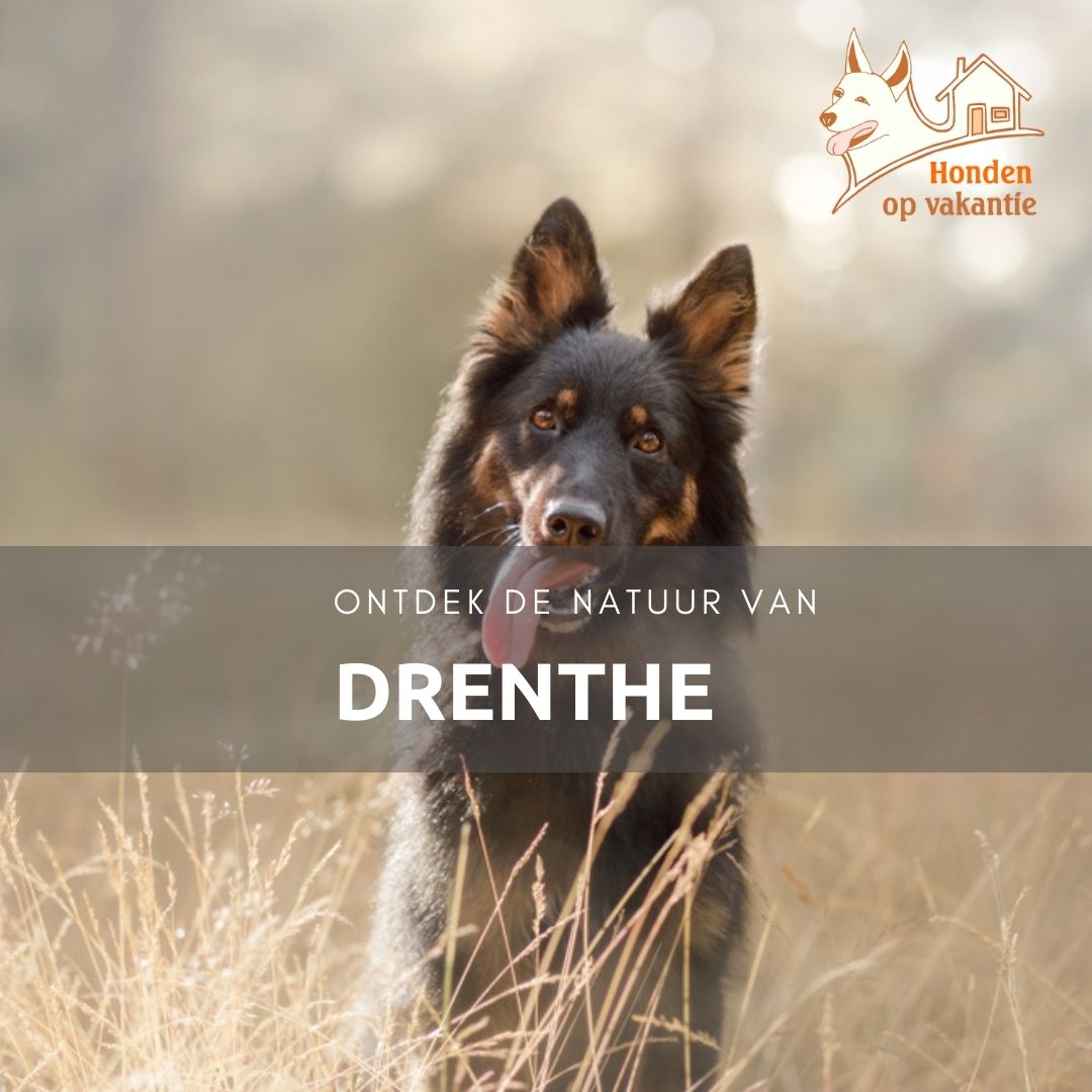Vakantiehuis Drenthe in het bos met hond