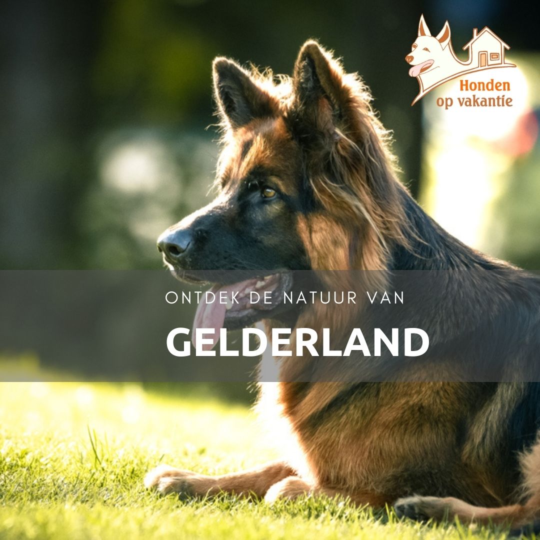 Vakantiehuis in het bos op de Veluwe