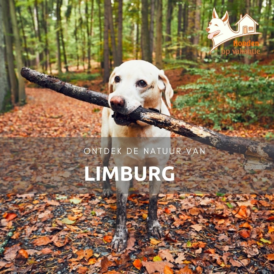 Huisje in de natuur van Limburg met hond