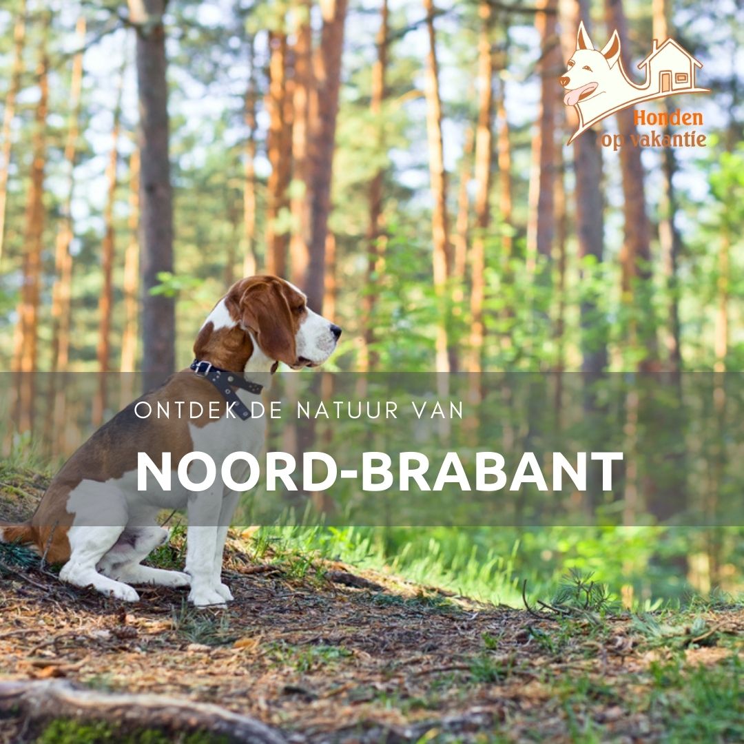 Vakantiehuis in het bos in Noord-Brabant