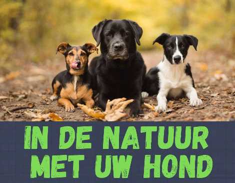 Vakantiehuizen in het bos Nederland