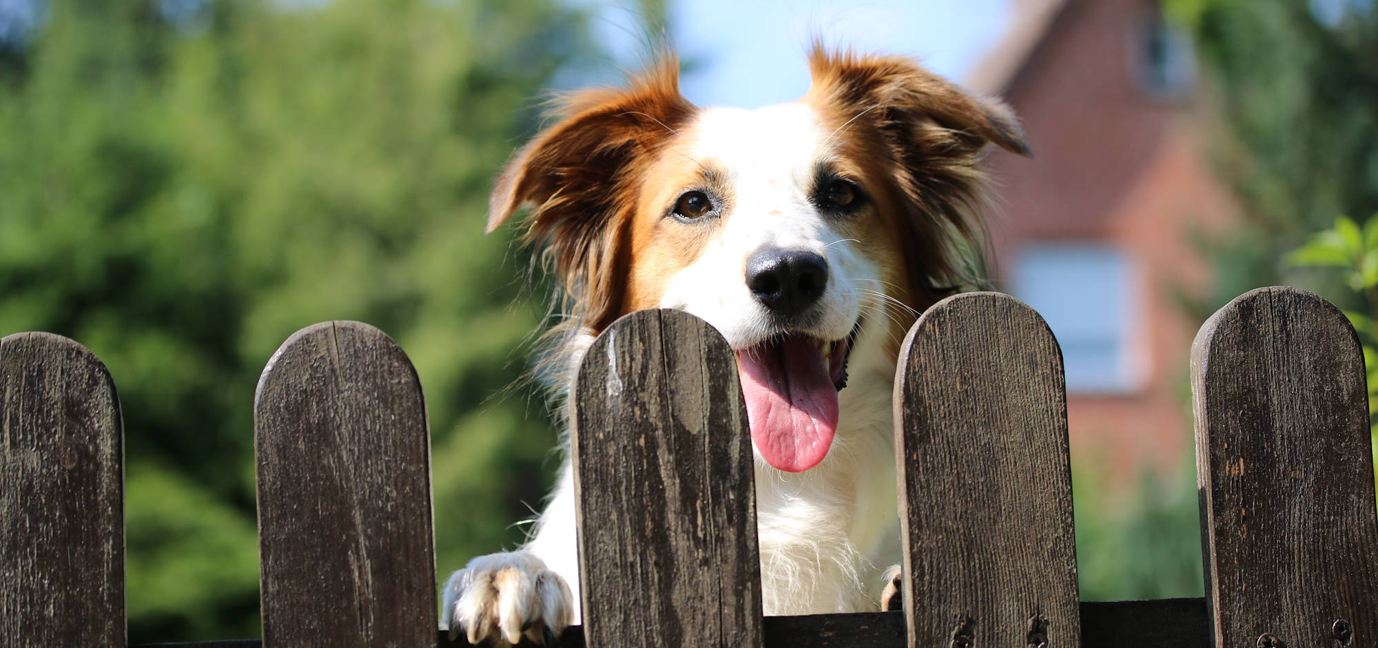Hondenbungalow met omheinde tuin