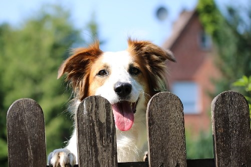 schaamte Naschrift dak Vakantiehuizen met omheinde tuin - honden welkom | Hondenopvakantie.nl