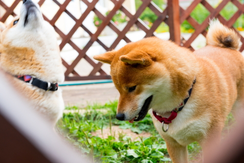 vakantiehuis met omheinde tuin en hond in Noord-Holland