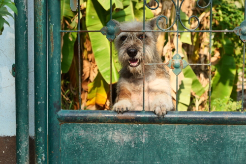 vakantiehuis met omheinde tuin en hond in Overijssel