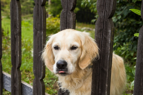 vakantiehuis met omheinde tuin en hond op de veluwe
