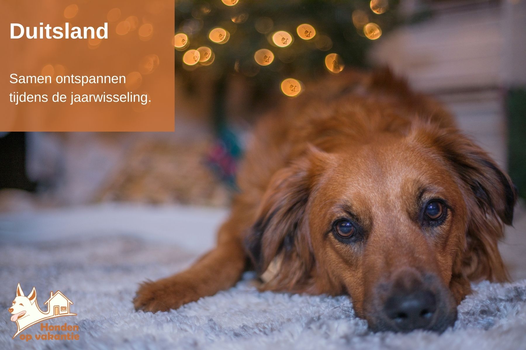 Oud en nieuw met hond in Duitsland