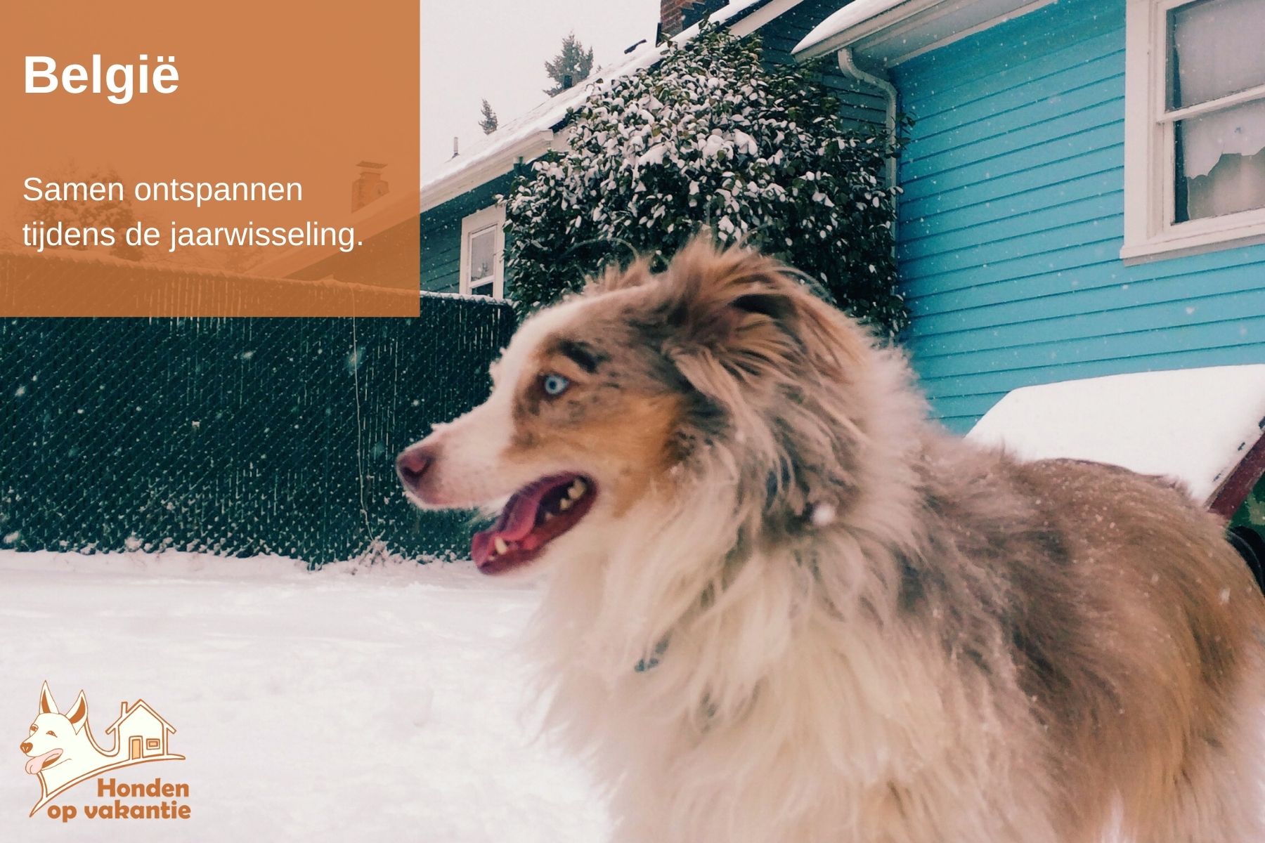 Oud en nieuw met hond in België