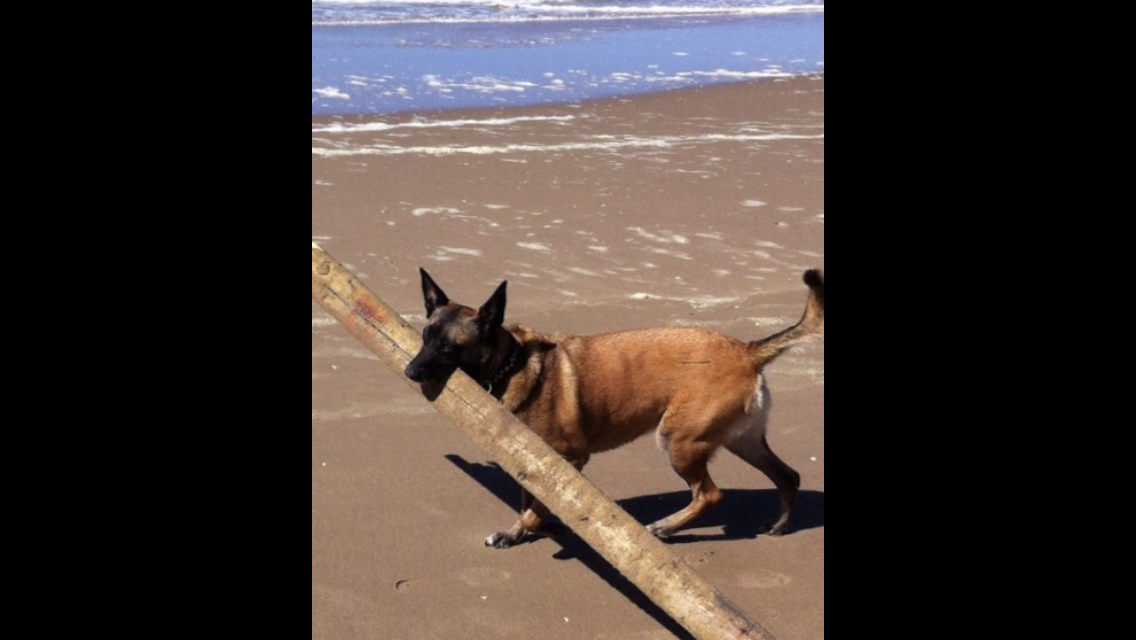 Boekhouding Vlek Karu Vakantiehuis Katwijk aan Zee, Zuid-Holland (Nederland) met hond |  Hondenopvakantie.nl