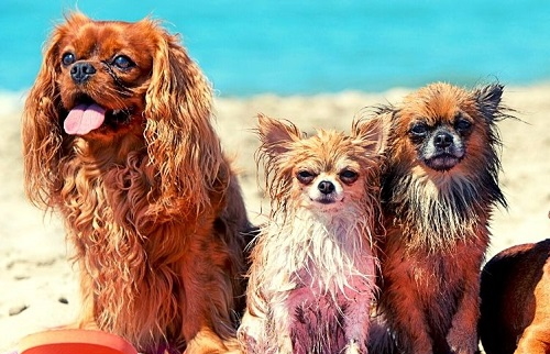 vakantie aan zee met hond aan in Italië