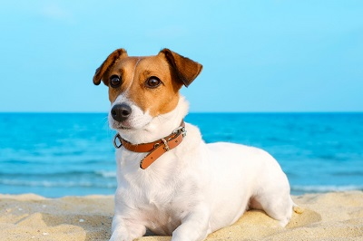 Penetratie kunst Reactor Vakantiehuisje aan zee met hond | hondenopvakantie.nl