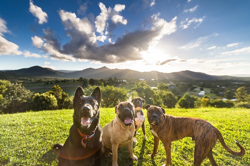 Vakantiehuizen - honden | Hondenopvakantie.nl