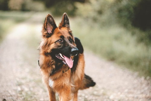 Recyclen bank voorzichtig Vakantiehuis Ardennen met hond? | Hondenopvakantie.nl