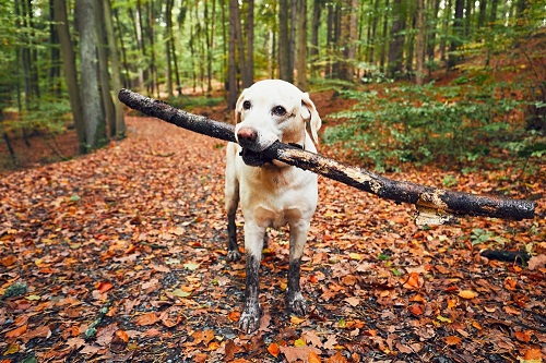 Recyclen bank voorzichtig Vakantiehuis Ardennen met hond? | Hondenopvakantie.nl