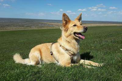 Weekendje weg naar Flevoland met hond