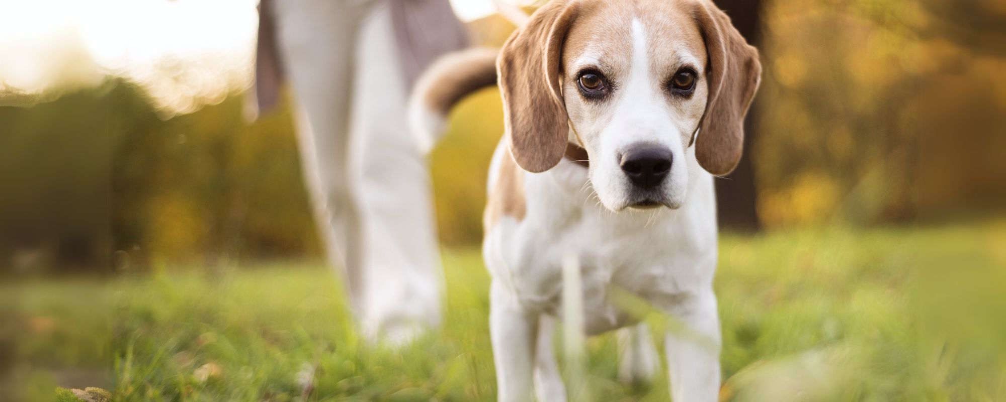 vuurwerkvrije vakantiehuizen met hond