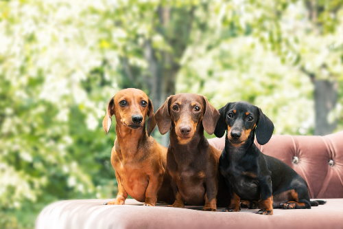 Frank Worthley Of anders Eeuwigdurend Vakantiepark met hond in Nederland? | Hondenopvakantie.nl