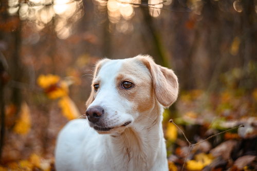 In dienst nemen Terug, terug, terug deel Suradam Vakantiehuis met hond in Nederland? | Hondenopvakantie.nl