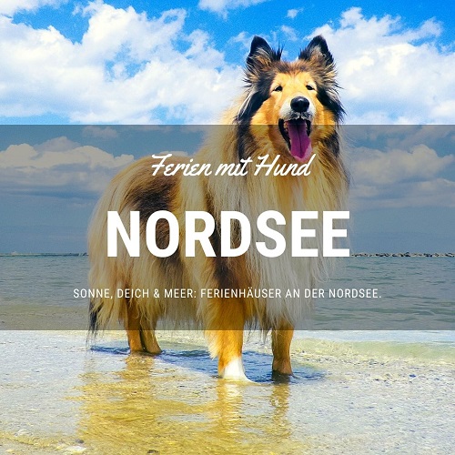 vakantiehuis met hund aan de noordzee