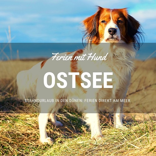 vakantiehuis met hond aan de oostzee
