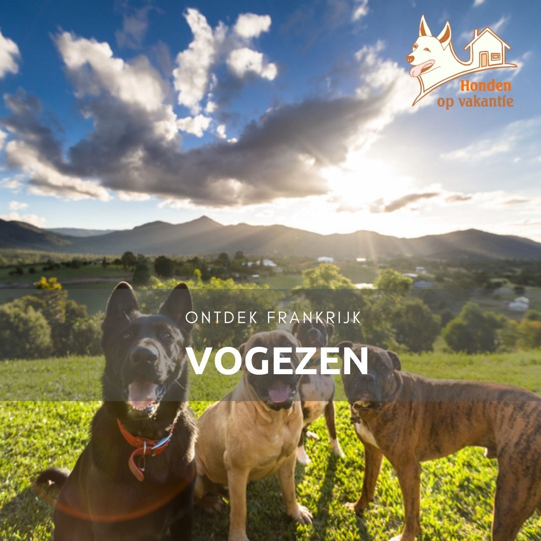 Vakantie met hond in de Vogezen