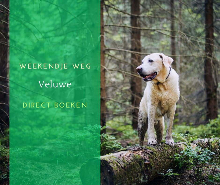 Weekendje weg Veluwe met hond